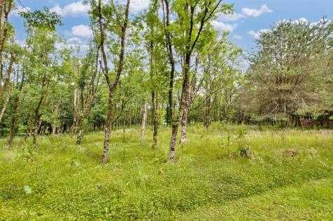 Woodland/Paddock