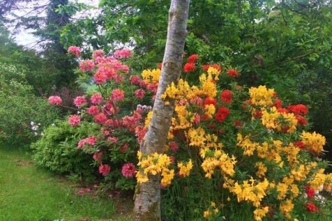 owner photo of garden in spring