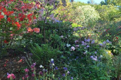 owner photo of garden in spring