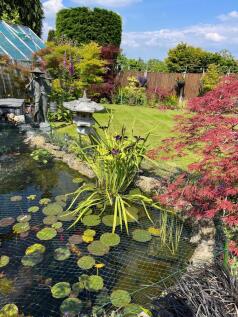 Pond In Back Garden