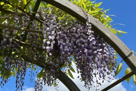 Back Garden In Bloom
