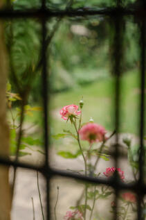 305298 - _A745116.jpg