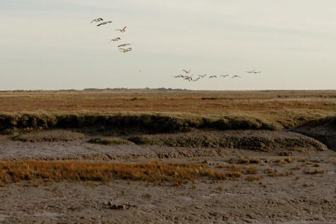 288185 - A0OP6000007A2P3MAI_CROP.jpg