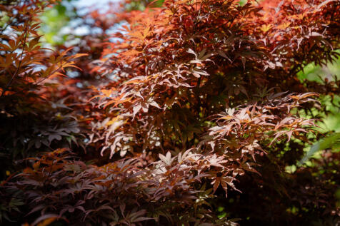 293239 - Cottenden Farmhouse, Cottenden Road, S...