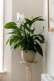 Abinger Road, 7-019.jpg