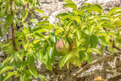 Pear Tree