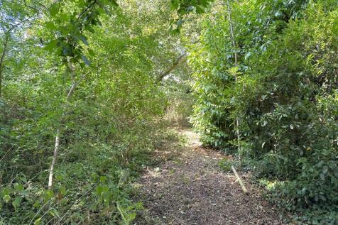 Woodland Copse 543