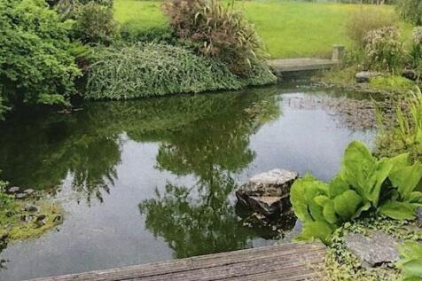 pond 2 cropped.jpg