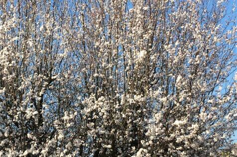 Front in Spring