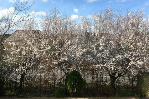 Front in Spring
