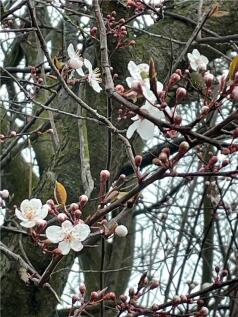 Front In Spring