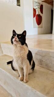 UA051 Cat