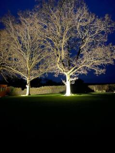 trees.jpg