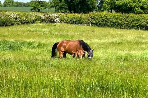 horse 8.jpg