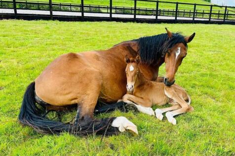 horse 7.jpg