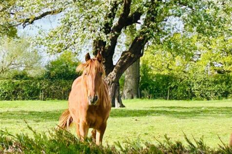 horse 5.jpg