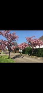 CB3 Helgiford Gardens.jpg