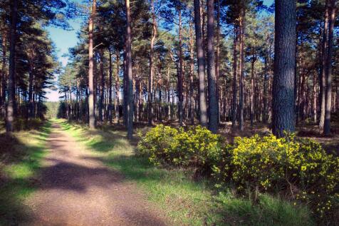 Local area woodland walk