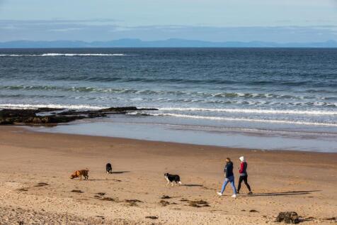 Ladies with dogs walking along the beach