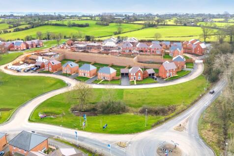 Olive park from aerial drone