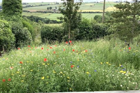 WILD FLOWER MEADOW