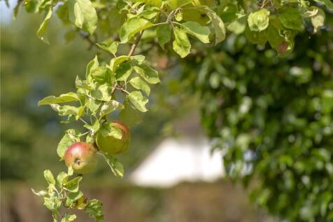 Fruit Orchard