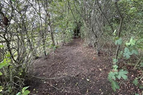 woodland walk.JPG