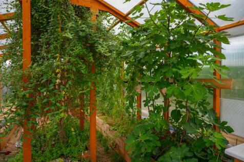 Greenhouse