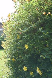 Photo 63