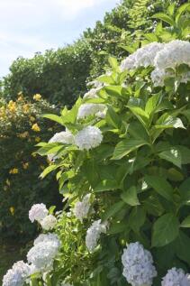 Photo 62