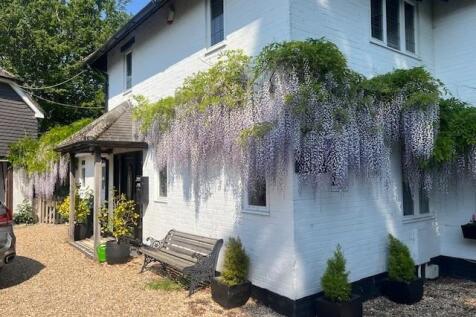 Summer Wisteria