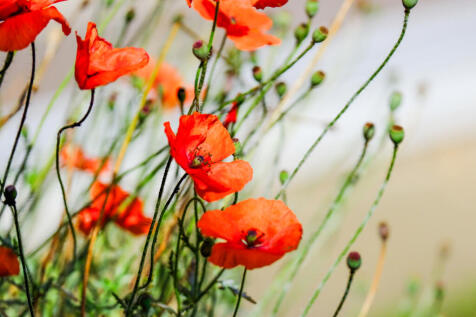 Garden (9)