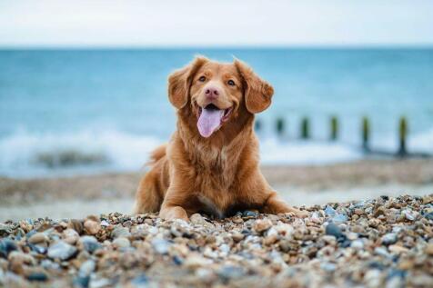 Great for Dogs