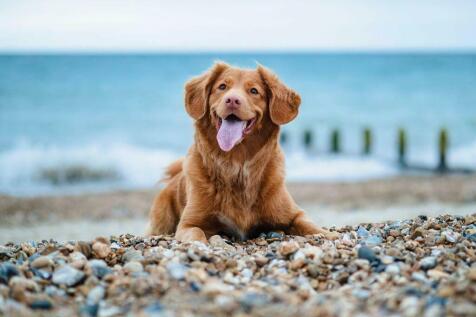 Great For Dogs