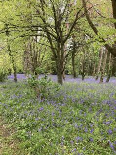 Bluebells
