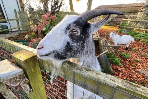 Goat Pen