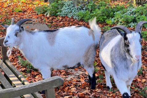 Goat Pen
