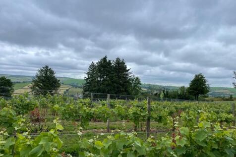 Vineyard in summer