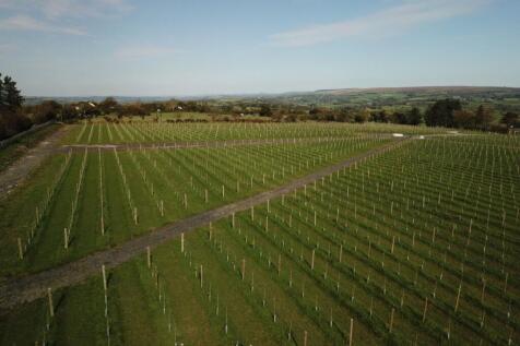 Vineyard in summer