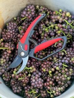 Grapes