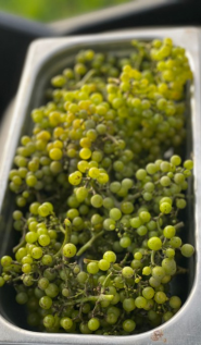 Grapes