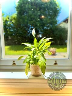 IMG-20250522-WA00...