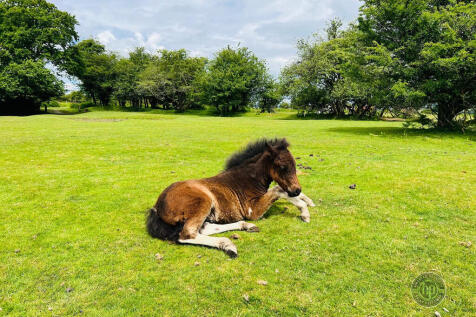 Dartmoor Ponie Si...
