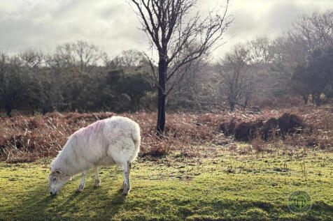 Dartmoor Sheep - ...