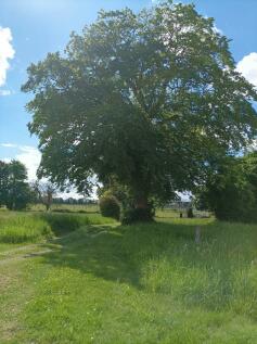 Mature trees