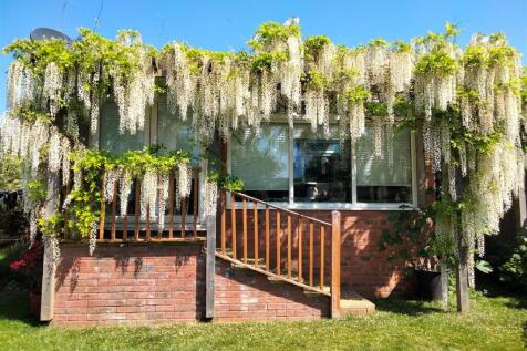 Wisteria
