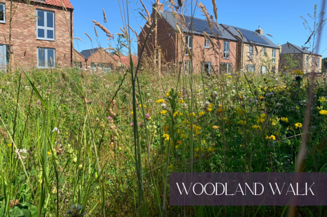 Woodland Walk
