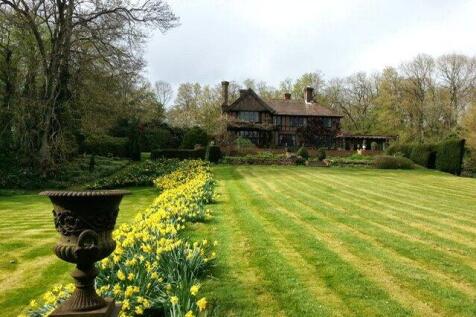 Spring Daffodils