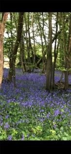 Spring Bluebells