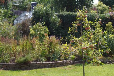 Apple Tree